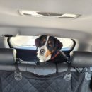 마이핫독 이미지