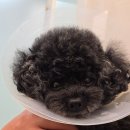 정창수외과동물병원 | 강아지십자인대단열, 정창수외과동물병원 tplo수술 12주차