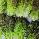 도장농장 이미지