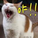 야 Daum카페