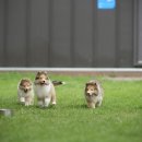 솔리뉴(Solynue) 이미지