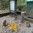 포레스트 | 발리 우붓 여행코스 &#39;몽키포레스트&#39; 방문 후기 입장료/운영시간 정보