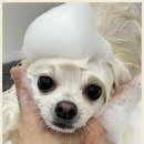 그린펫그루밍 이미지