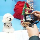 너와펫(PET) 이미지