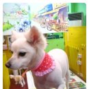 뽀삐애견샵 이미지