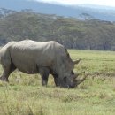 흰코뿔소 - 케냐 나쿠루 공원의 흰코뿔소 가족입니다. 멸종위기종인 이 가족들이 오래오래 대를 이어가기를.... 이미지