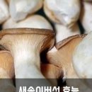 새송이 네이버블로그