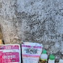 소나무 분재 올해 두 번째 농약(응애) 살포 - 2026 05.05 이미지