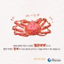 강원붉은대게 네이버블로그