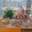 게코모아