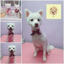 웃개살롱 이미지