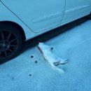 보보야 PC방 이미지