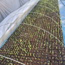 고려농약사 이미지