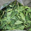 서진농장 이미지