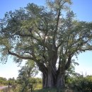 [짐바브웨 여행] 거대한 <b>바오밥</b>나무 '빅<b>트리</b>'