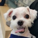 본오365동물병원 이미지