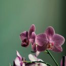 여송지성 이미지