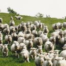 고산목장 이미지