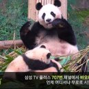 판다플러스