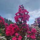 의림지솔밭가든 이미지