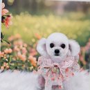 그루밍 하니 이미지