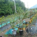 샘골목장 이미지