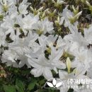 조경설계서림 이미지