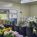 Wedding10.웨딩촬영 안개꽃 부케 안산 &#39;오늘의 꽃&#39; 내돈내산 후기