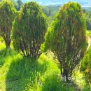 수종목장 이미지