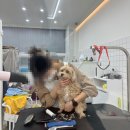 바닐라 퍼피 이미지