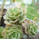 노란 송진가루 뒤집어쓰고~~ 이미지