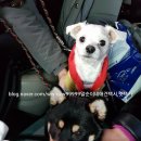 해피 펫 택시 이미지