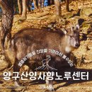 산양(산양보호구역) | 양구 가볼만한곳 산양사향노루센터 아이랑 추천
