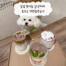 몽촌토성역 | 잠실 방이동 몽촌토성역 감성카페 포모르 애견동반후기