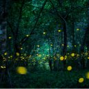 반딧불이 이미지