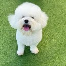 광주애견유치원호텔미용 마마스미독펜트하우스 본점 | 광주애견호텔 찾는다면, 마마스미독펜트하우스 본점 추천 후기