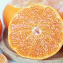 제주 빙새기 이미지