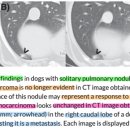 Prevalence of pulmonary nodules in dogs with malignant neoplasia by CT 이미지