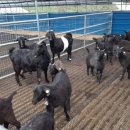 늘보목장 이미지