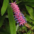 기이한 식물 - 성냥개비 브로멜리아드 (Matchstick Bromeliad) 이미지