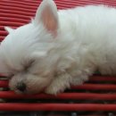 도꾸애견 이미지