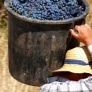 와인과 세계문화 이미지