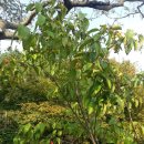 고수족구장 이미지