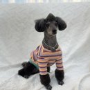 희야네 애견미용실 이미지