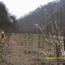 돌배농원 이미지