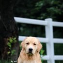 스테이 아델 이미지