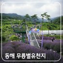 무릉행복누리센터 | 동해 무릉별유천지 라벤더 축제 후기 끝났어도 여전히 가볼만한 이유