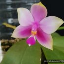 Phalaenopsis violacea 이미지
