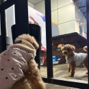 동백죽전대로 527번길 | [경기 용인] 살이 꽉 꽉 차있는 대게 맛집 '독도게찜' 내돈내산 솔직후기