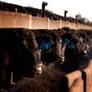 중국, 최근 해빙 징후로 호주 쇠고기 수출 금지 조치 해제 이미지